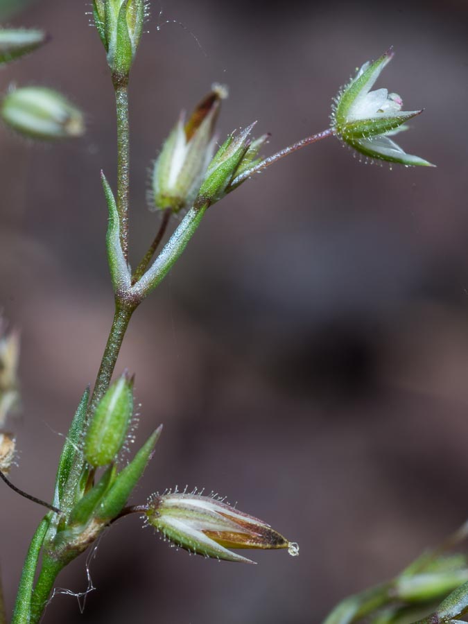 Minuartia hybrida ?